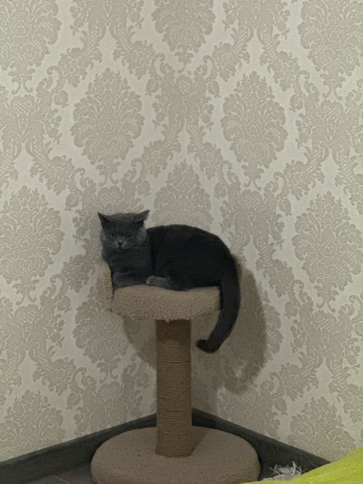 Британская короткошерстая