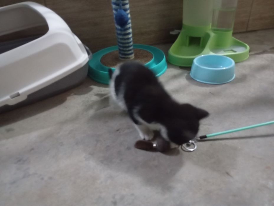 Котёнок продается