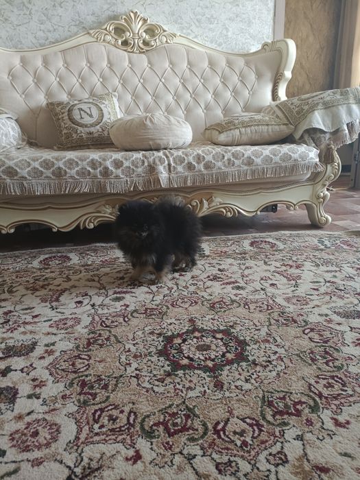 Порода шпиц 3 месяца