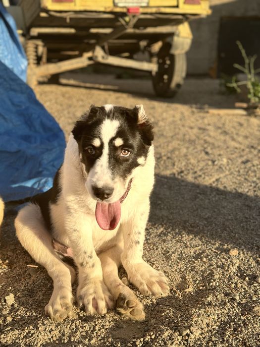 Среднеазиатская овчарка