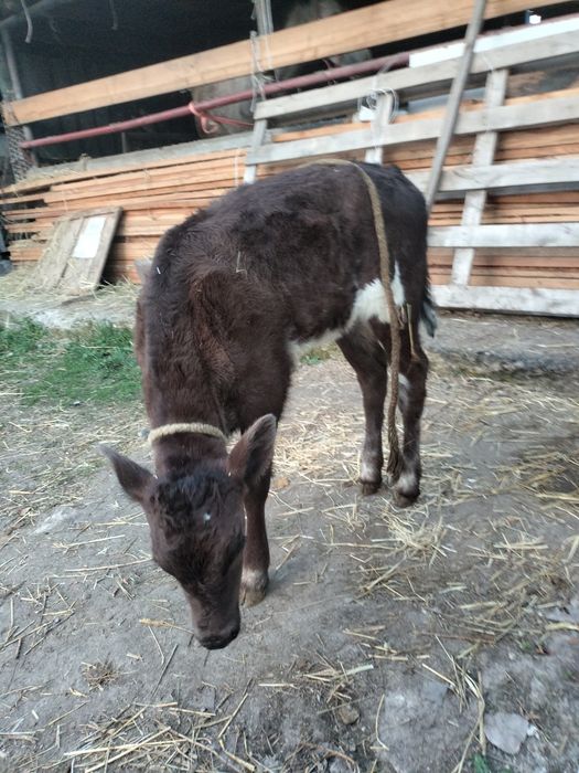 Корова с теленком