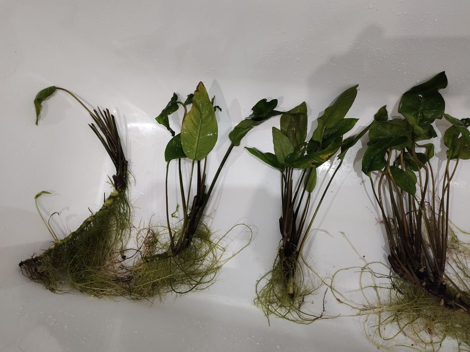 Анубиас Афцели большие кусты