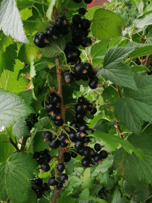 Coacăze negre proaspete