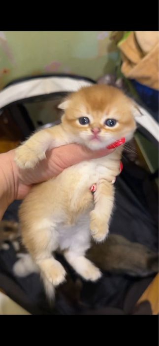 Продается kitten boy голд