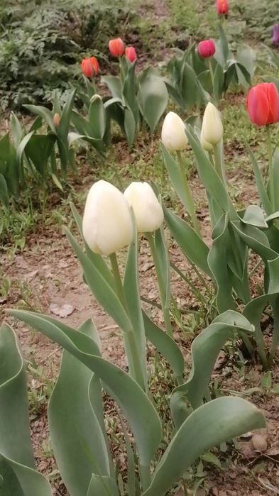 Луковицы тюльпанов