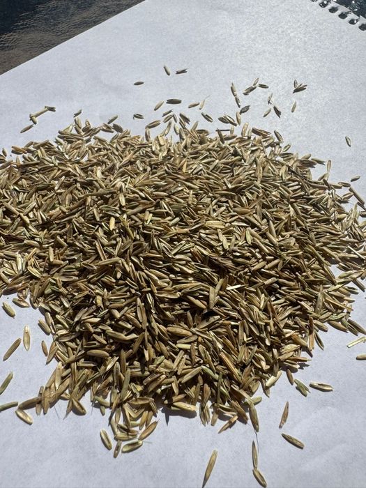 Samanta iarba, coasa,pasune,amestec,Sudan