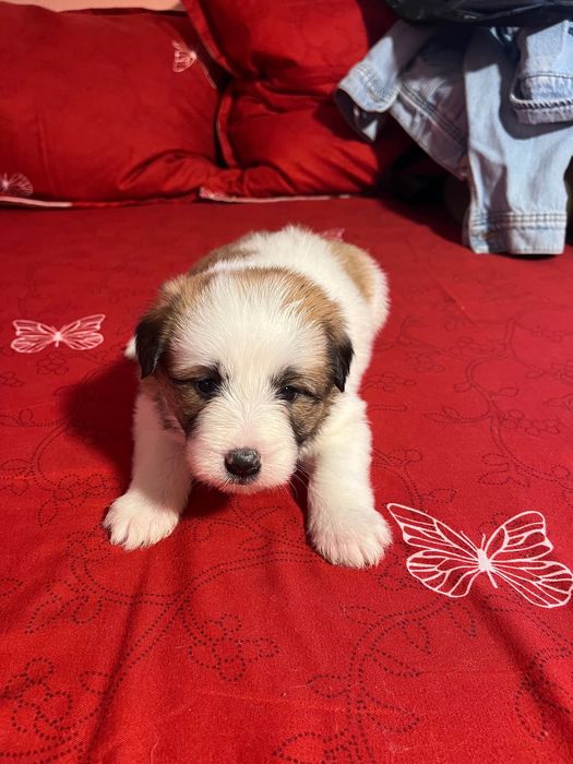 Donez căței de talie medie