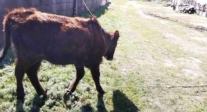 Ұрғашы баспақ сатылады Продам телку