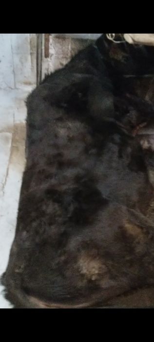 Продам бычка Алатауски