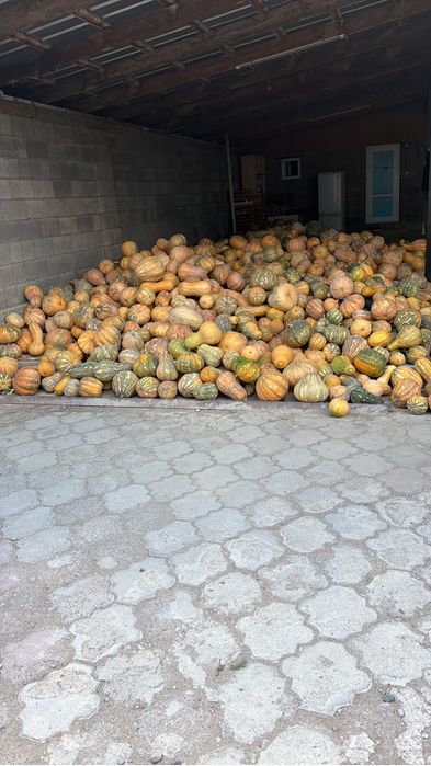 Продам тыкву в жетыгене