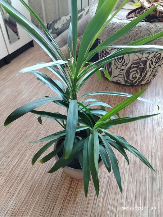 Цветы домашнии цена 2500тенге