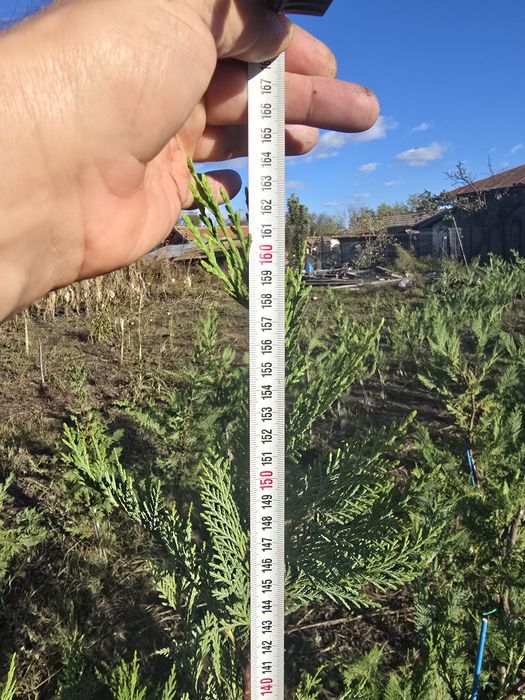 Leylandi de vânzare