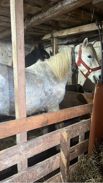 Vand cal bun d ecaruta