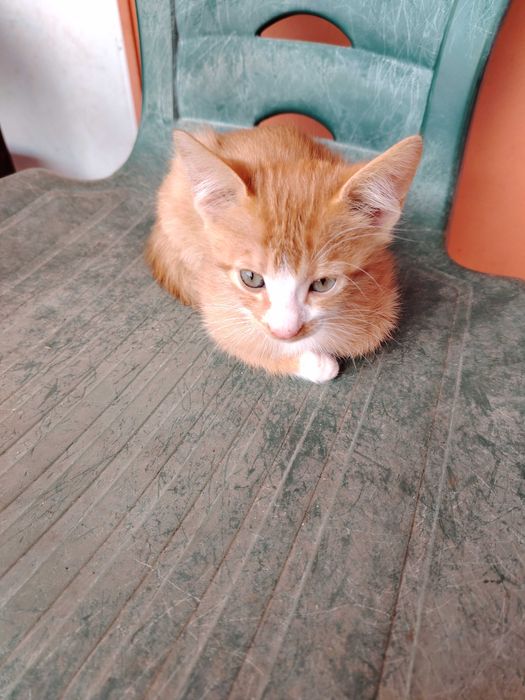 Подарявам котета на 6 месеца