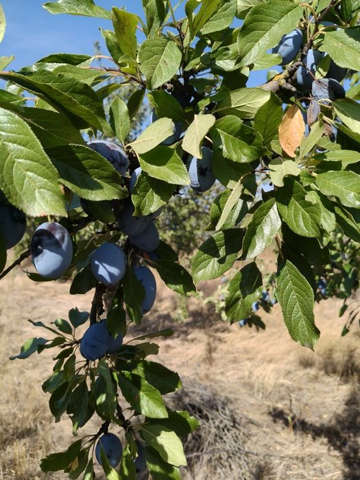 Vand prune pentru tuica