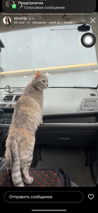 Кошку в добрые руки