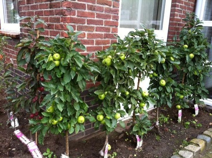 Pomi columnari fructiferi