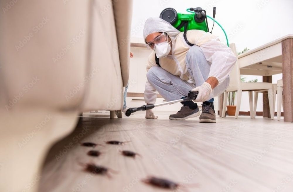 Дизенфекция кочество.