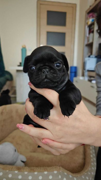 Сладки Бебета Мопсчета