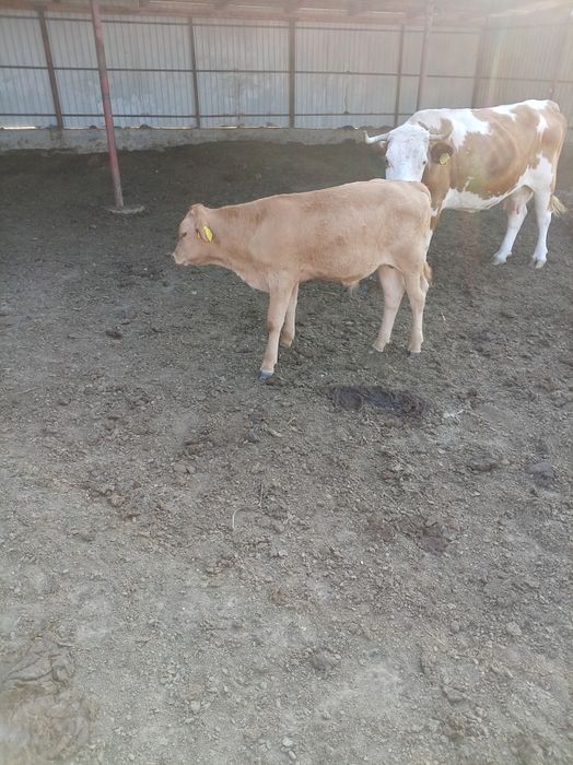 Vând vaca baltata românească
