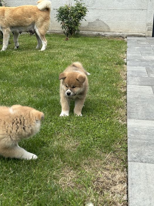 Pui akita inu japonez