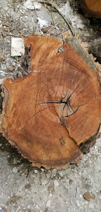 Черница за дървен материал