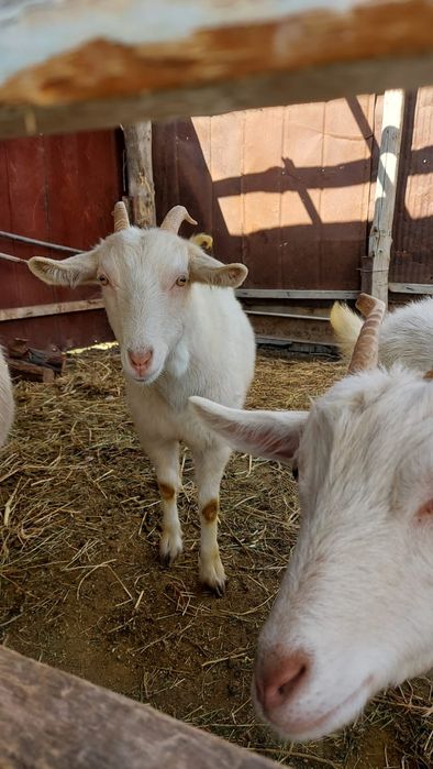 Зааненский ешкілер