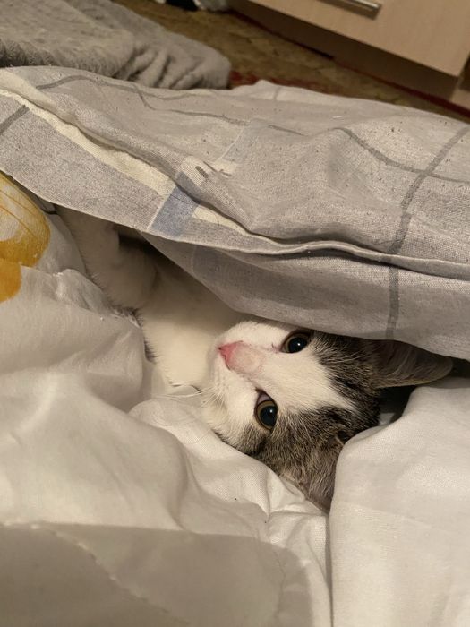 пропала кошка средная кошка