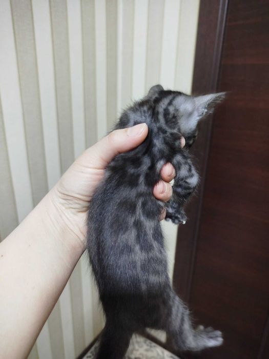 Toza qon bengal mushuklari sotiladi 1,5 oylik latok biladi korm yidi