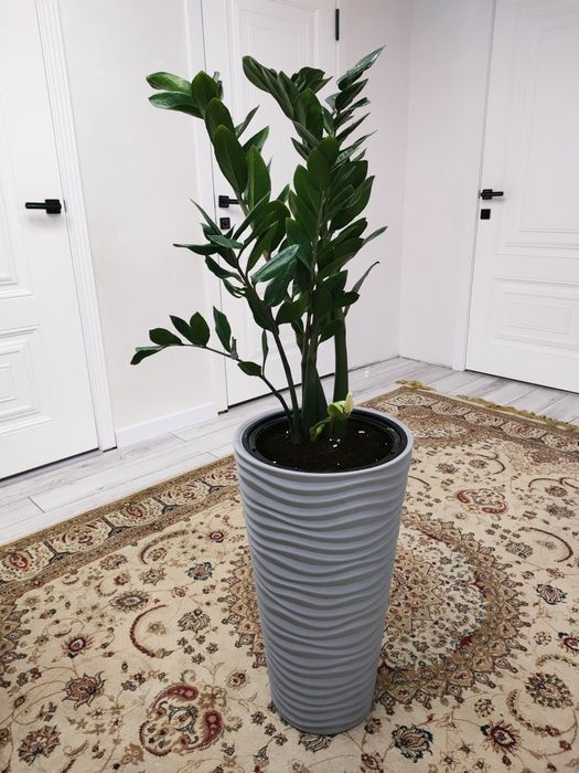 Цветы комнатные . Доставка