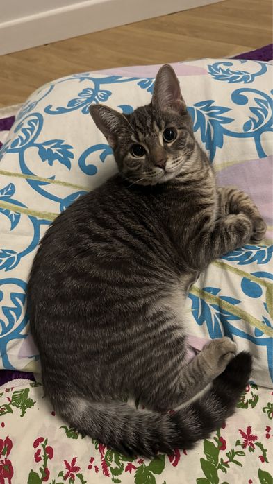 Котенок- мальчик