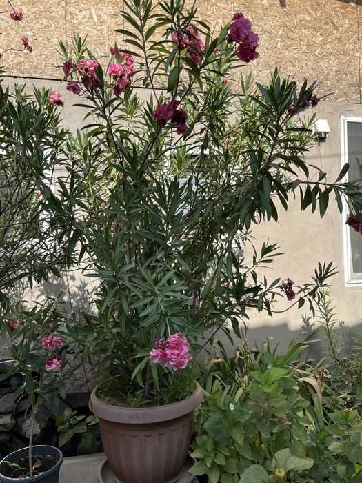 Олеандр в горшке