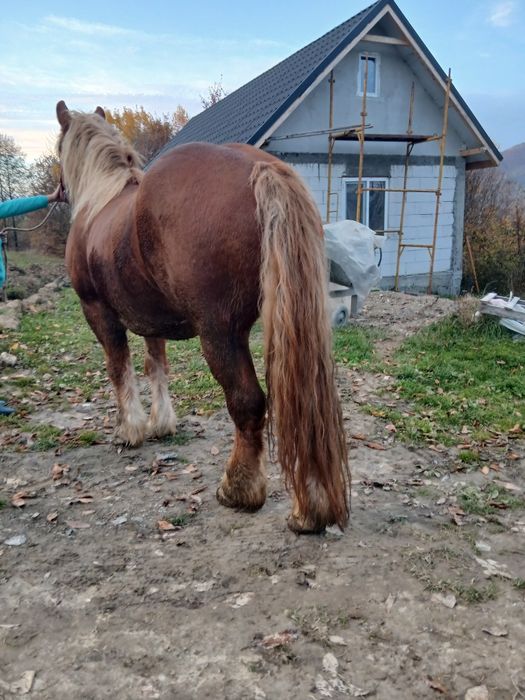 Cal de vanzare castrat