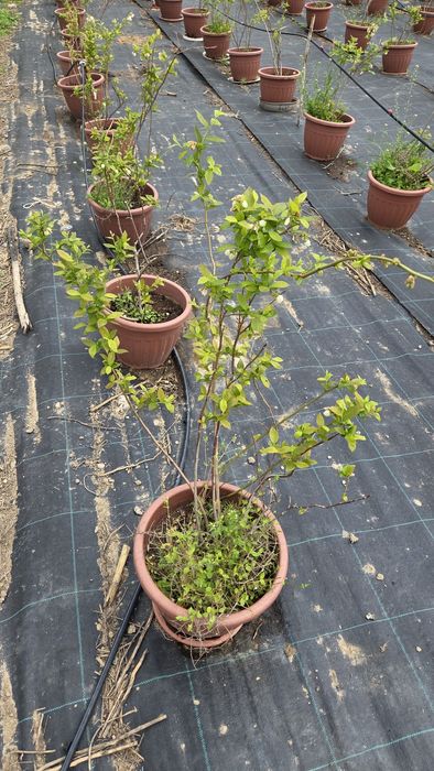 Голубика кучатлари сотилади 3 йиллик