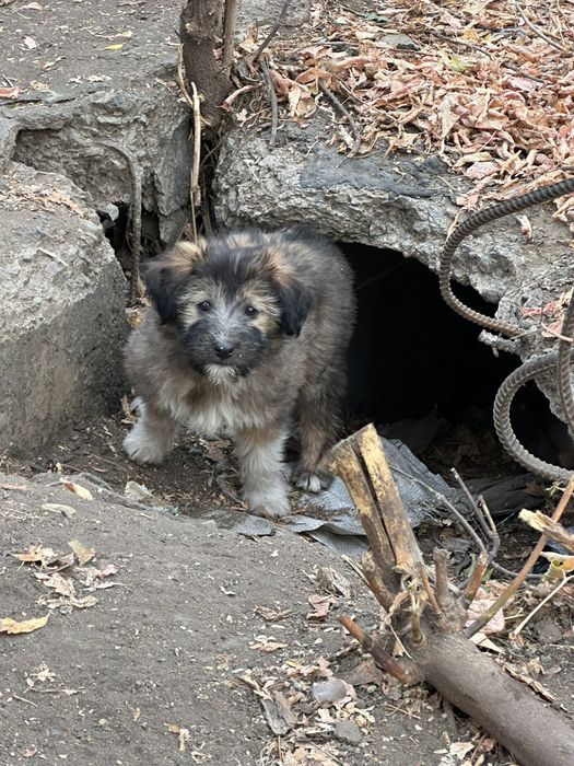 Отдадим даром щенков!!!