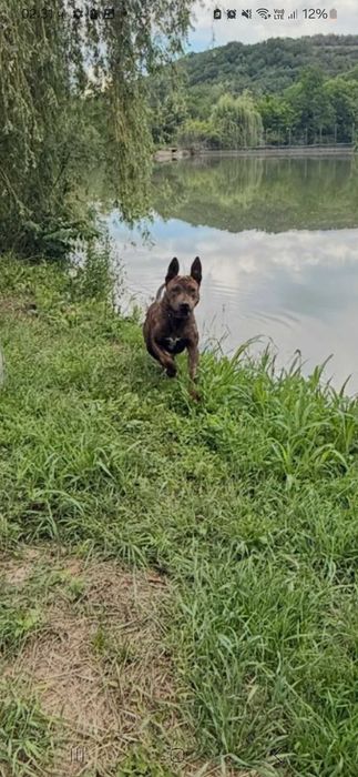 Малки бебета питбул