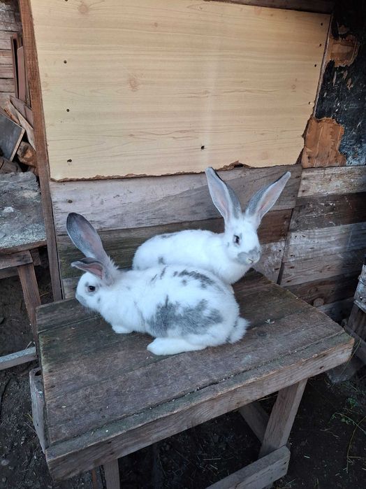 Продавам эайци от добри родители