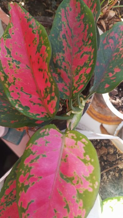 Продаю комнатные цветы