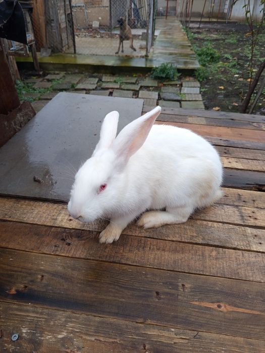 Животни-Зайци!!!