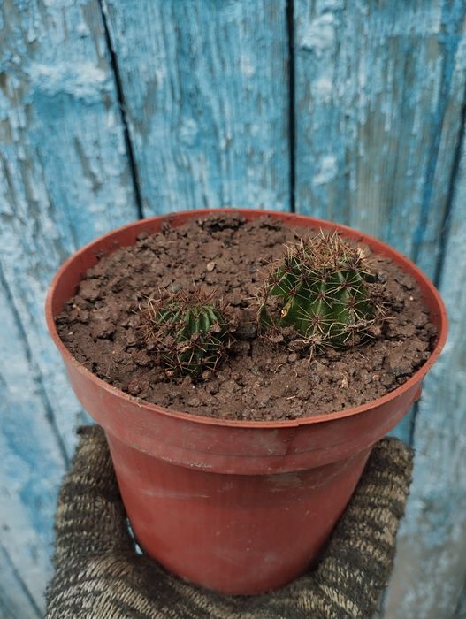 Продам кактусы домашние