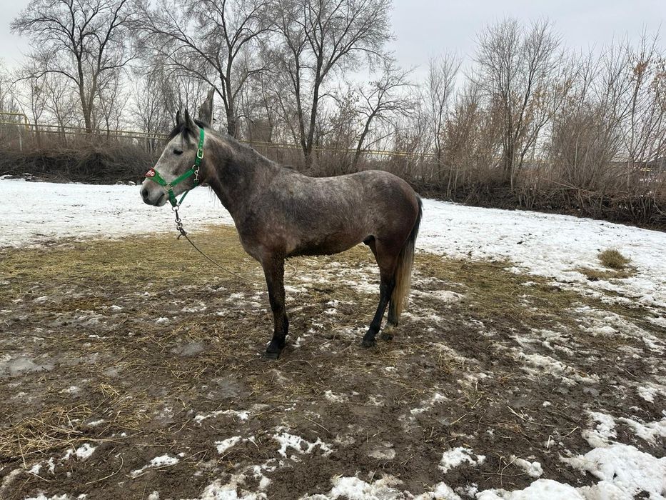 Продам молодого  жеребца