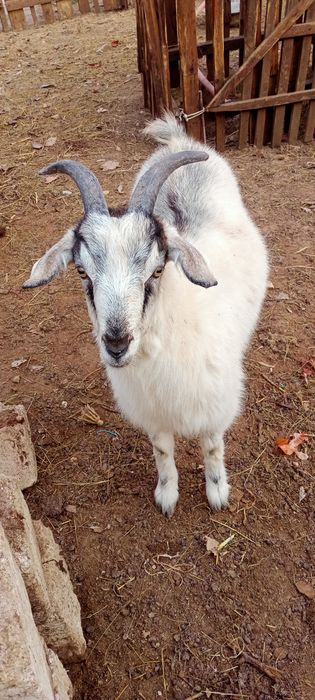 Ешки жане шыбыштар