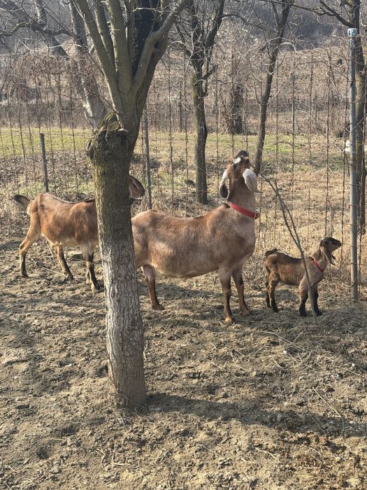Capre anglonubian si alpina franceza