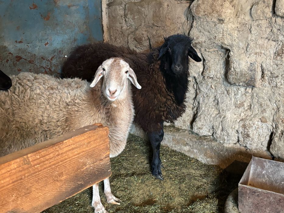 Домашние барашки