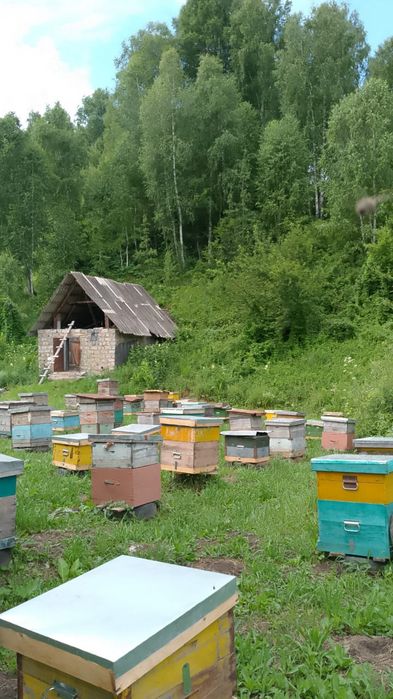 горный мед разнотравья