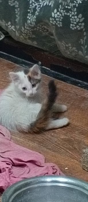 Отдам домашних котят