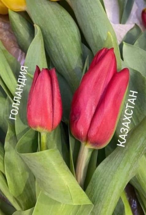 Оптом тюльпаны Алматы Астана