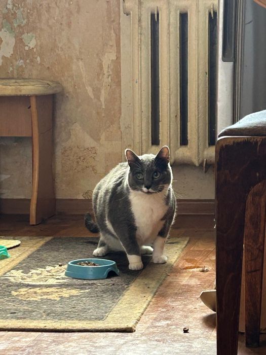 Ищем дом для котиков и кошечек