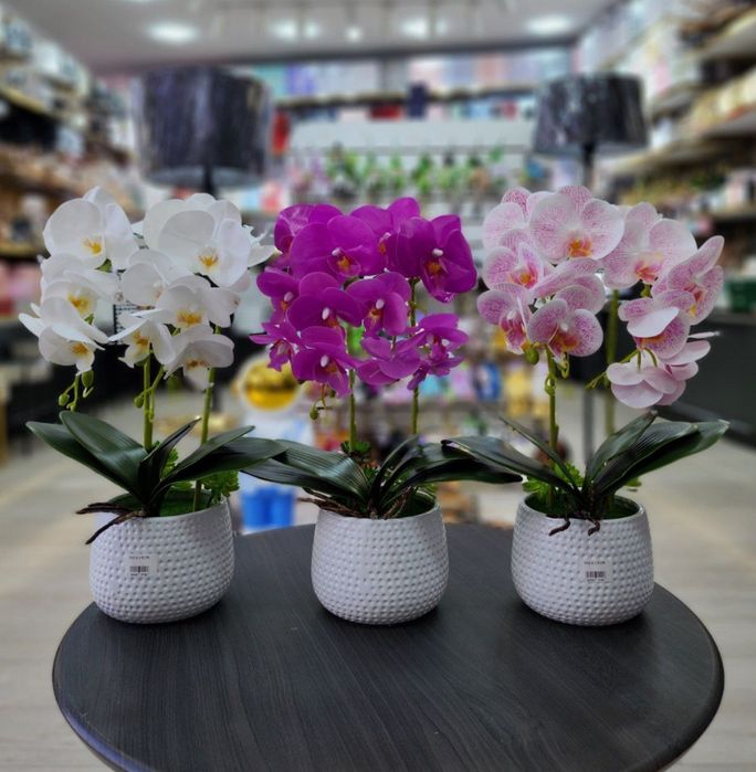 Орхидея хитой махсулоти  суний