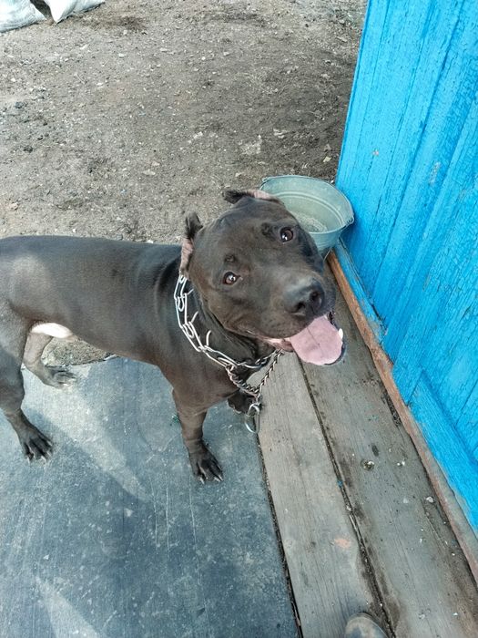 Питбуль мальчик молодой